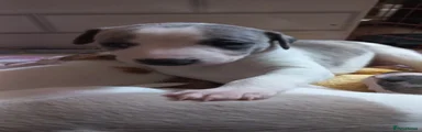Whippet Puppy 1 (Tyson the titan!)