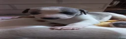 Whippet dogs for sale: 4 beautiful KC whippet puppies! - Advert 13