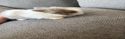 Lionhead rabbits for sale: Double-main dwarf lionhead rabbit  in Liverpool - Advert 3
