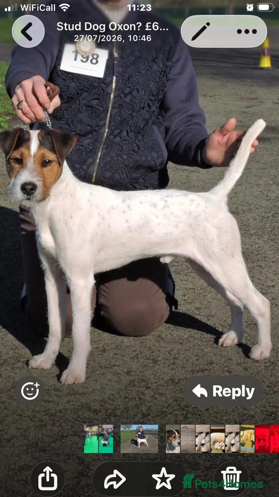 Parson Russell dogs for sale: Parson russell terrier pup LOA,SCA/PLL-Dad kc reg- - Advert 7