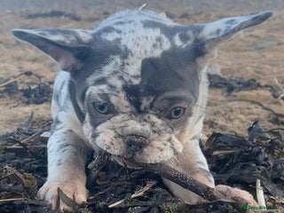 French Bulldog dogs x1 GIRL LEFT! RARE PURE BLUE MERLE TAN PUPPIES - Advert 13