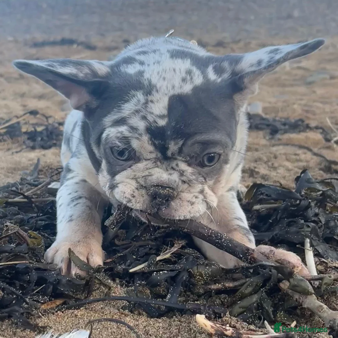 French Bulldog dogs for sale: x1 GIRL LEFT! RARE PURE BLUE MERLE TAN PUPPIES  - Advert 6