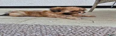 Shih Tzu 1