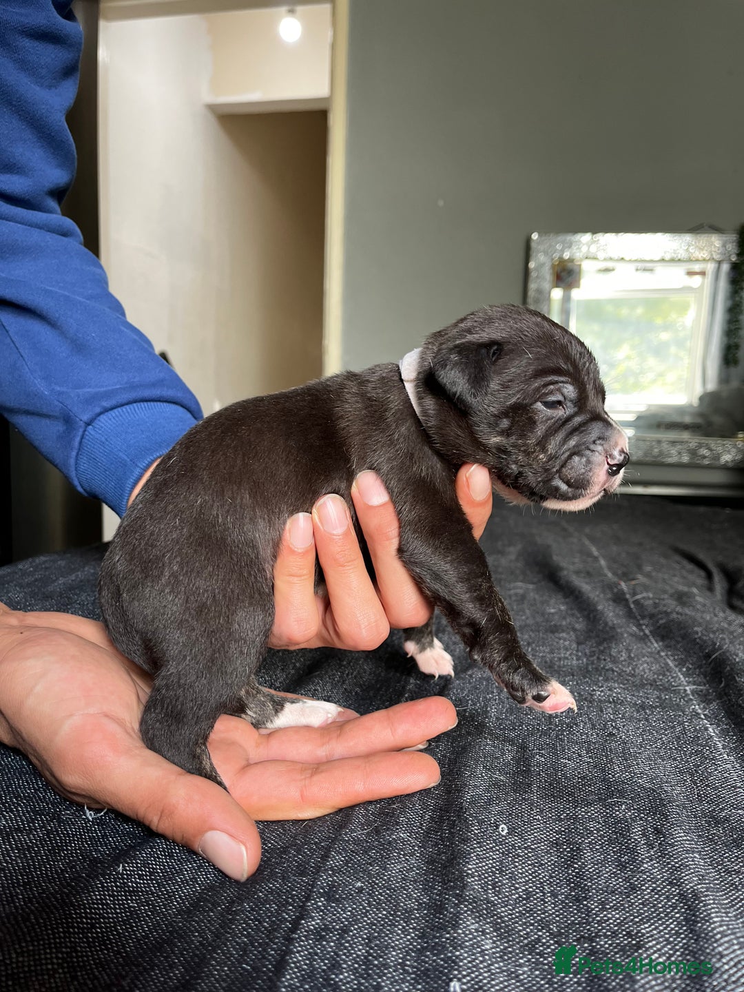 Mixed Breed dogs for sale: American bulldog staffy 🏡 - Image 26