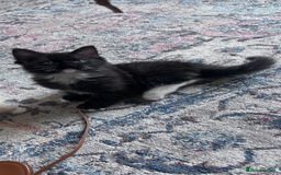 Mixed Breed cats for sale: Beautiful pershadoll ready to leave now ❤️ - Image 1