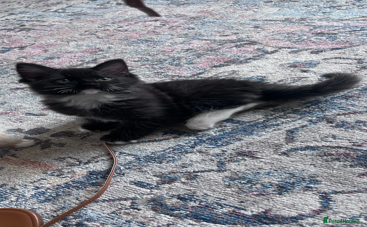 Mixed Breed cats - Advert 1