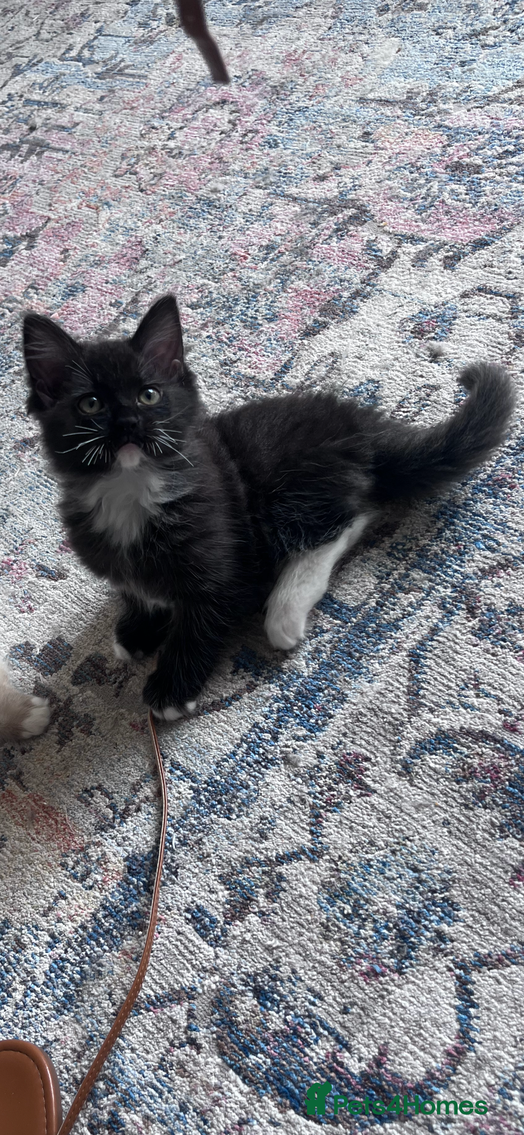 Mixed Breed cats for sale: Beautiful pershadoll ready to leave now ❤️ - Image 1