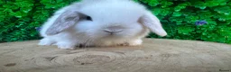 Mini Lop rabbits for sale: Stunning purebred mini lop bucks ready to reserve - Advert 23