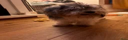 Biewer Terrier dogs for sale: 5 beautiful puppies  - Advert 4