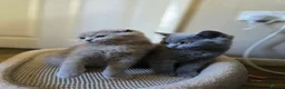 Scottish Fold cats for sale: scottish fold lilac and  blue straight female  - Advert 10