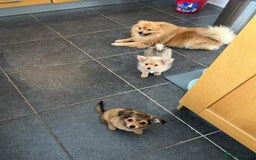 Mixed Breed dogs for sale: X2 Dauchshund/ Pomeranian pups - Image 6