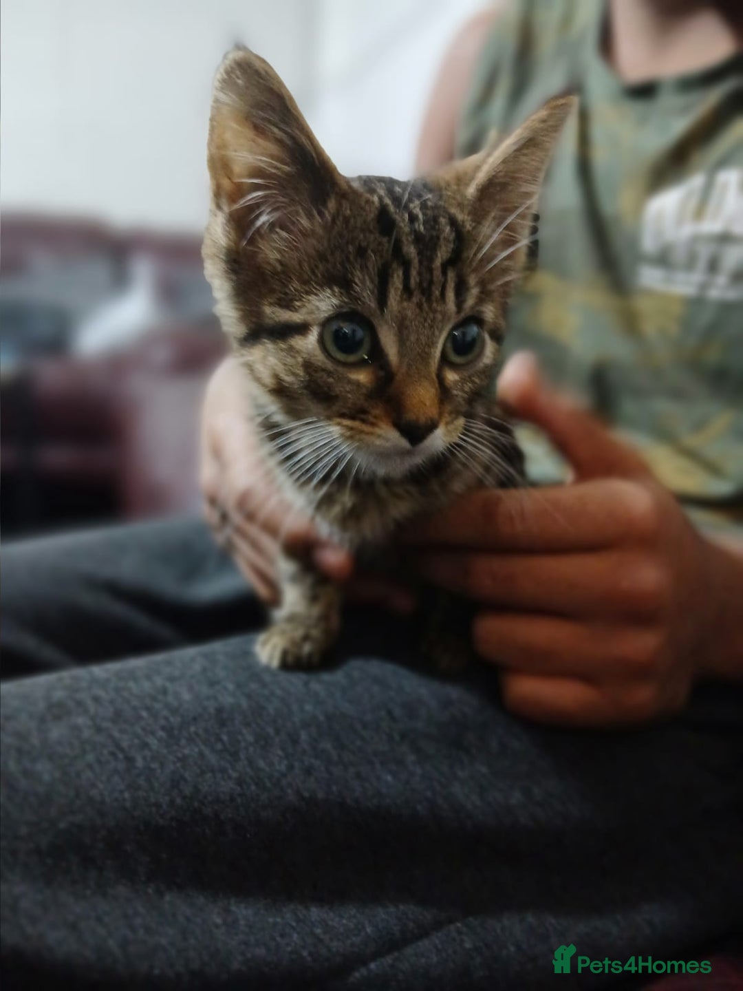 Domestic Shorthair cats for sale: Male tabby cat - Advert 1