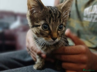 Domestic Shorthair cats Male tabby cat - Advert 6