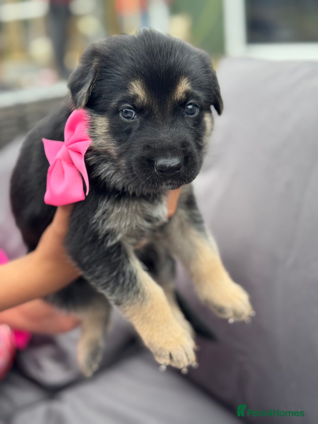 German Shepherd dogs for sale: Short coat straight back German Shepard  in Wolverhampton - Image 18