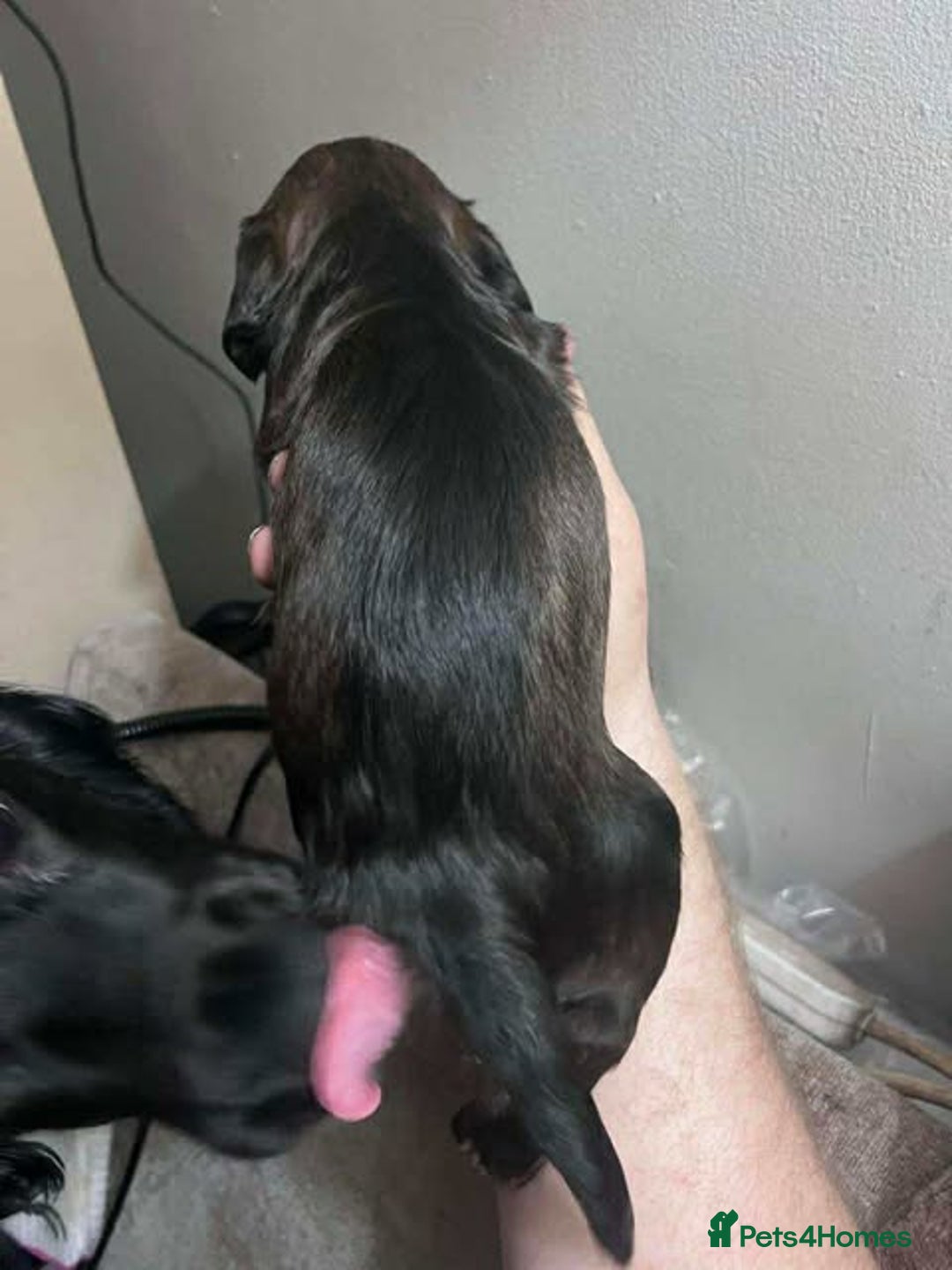 Sprocker dogs for sale: Beautiful Sprocker Puppies Ready 30th December - Advert 22