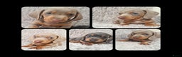 Miniature Dachshund dogs for stud: KC reg Isabella & Tan Stud! Free ovulation test in Stockton-on-Tees - Advert 17