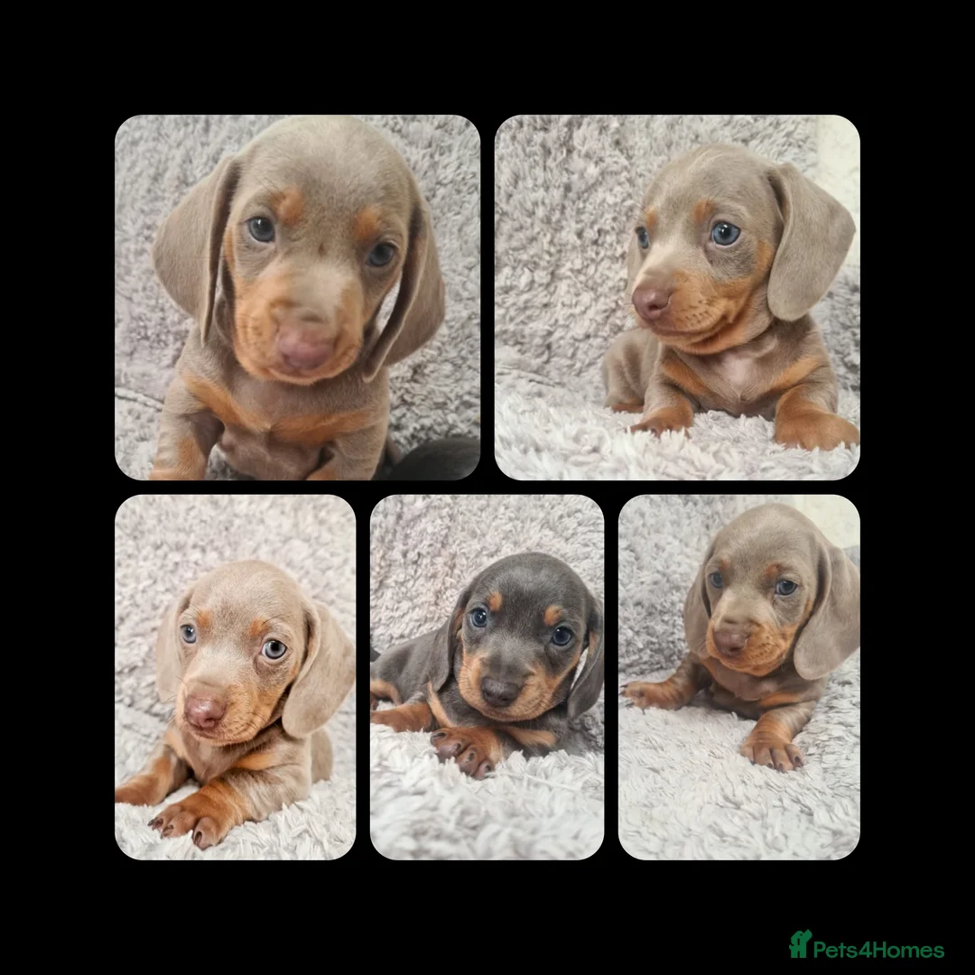 Miniature Dachshund dogs for stud: KC reg Isabella & Tan Stud! Free ovulation test in Stockton-on-Tees - Advert 17