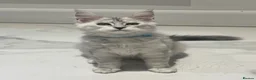 Maine Coon cats for sale: 2 beautiful mainecoon kittens ready for a home in Lisburn - Advert 6