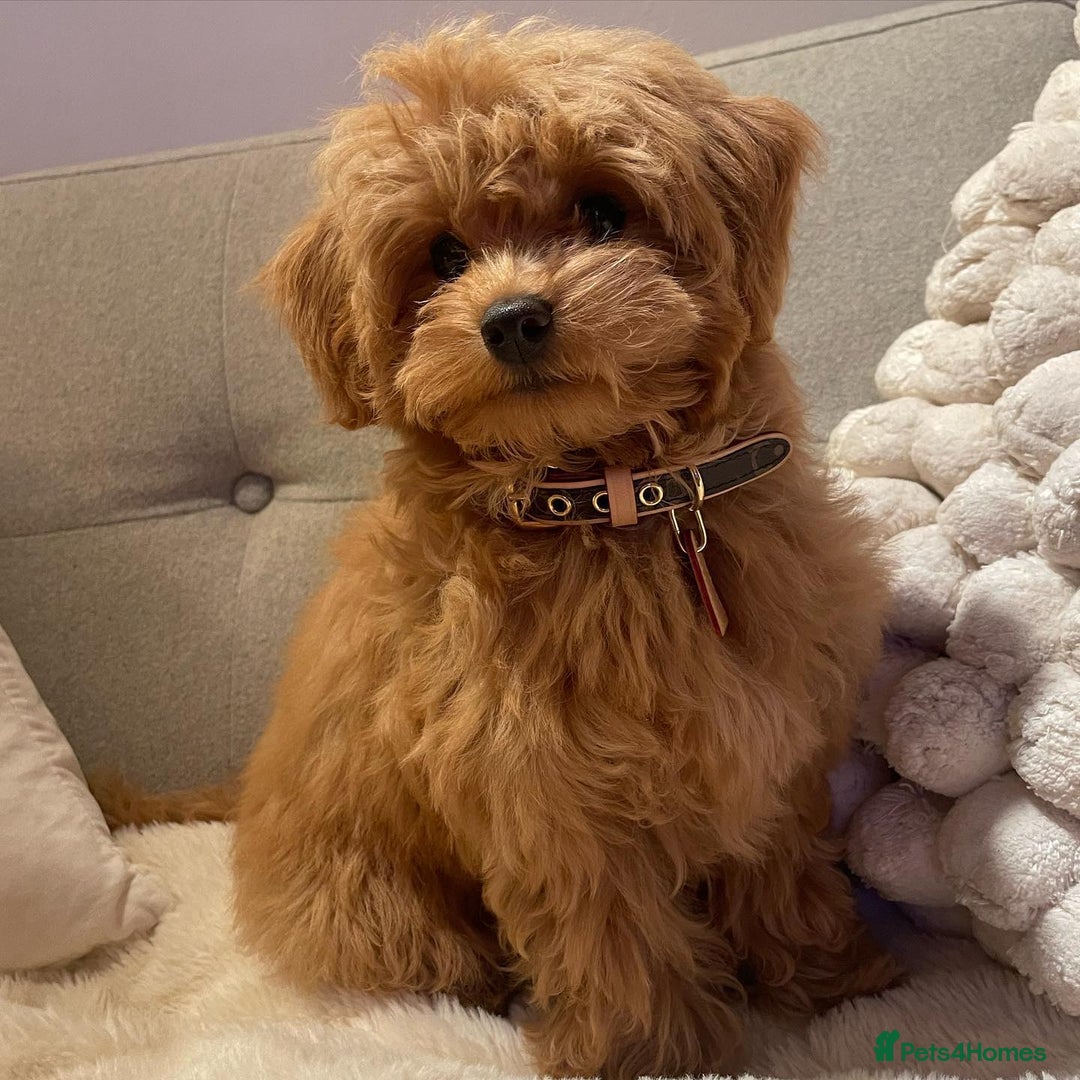 Maltipoo dogs for sale: Maltipoo Puppy for Rehoming - Advert 3
