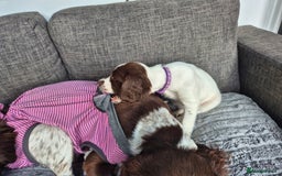English Springer Spaniel dogs for sale: Springer spaniel puppies - Image 5