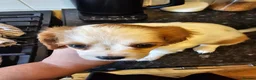 Cavalier King Charles Spaniel dogs for sale: Beautiful cavalier king Charles spaniel puppies  - Advert 23
