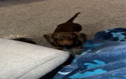 Miniature Dachshund dogs for stud: STUD ONLY  - Image 10
