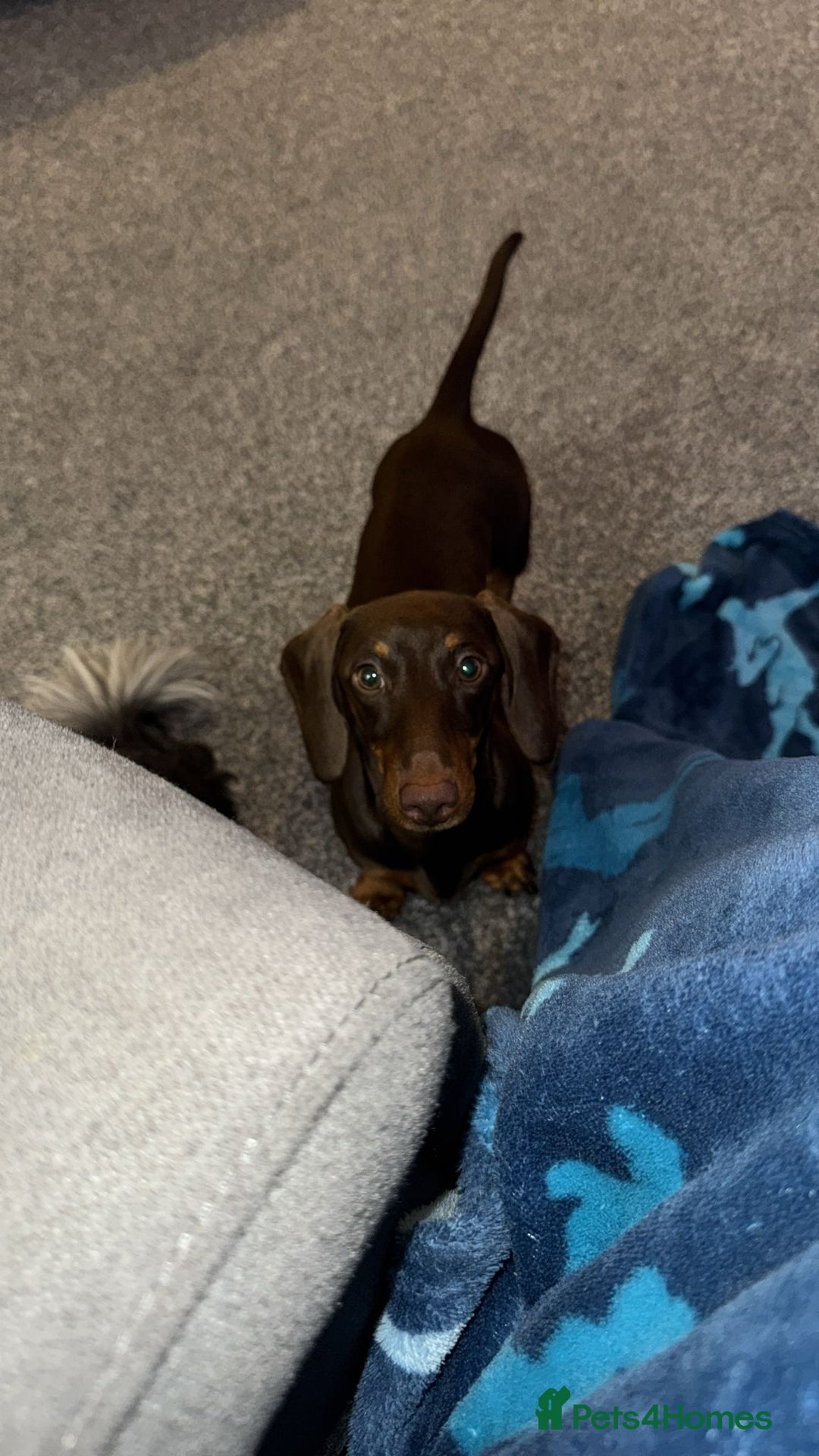 Miniature Dachshund dogs for stud: STUD ONLY  - Image 10