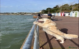 Golden Retriever dogs for stud: Fully health tested therapy dog  - Image 6