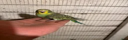 Budgerigars birds for sale: Budgies for sale £40 each collection mk404nn - Advert 7