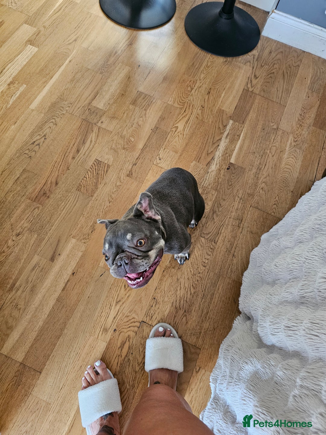 Frug dogs for sale: Peggy the Frug. 1.5years old. - Image 6