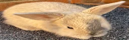 Mini Lop rabbits for sale: STINNING PURE BREED MINI LOPS AMAZING COLOURS - Advert 2
