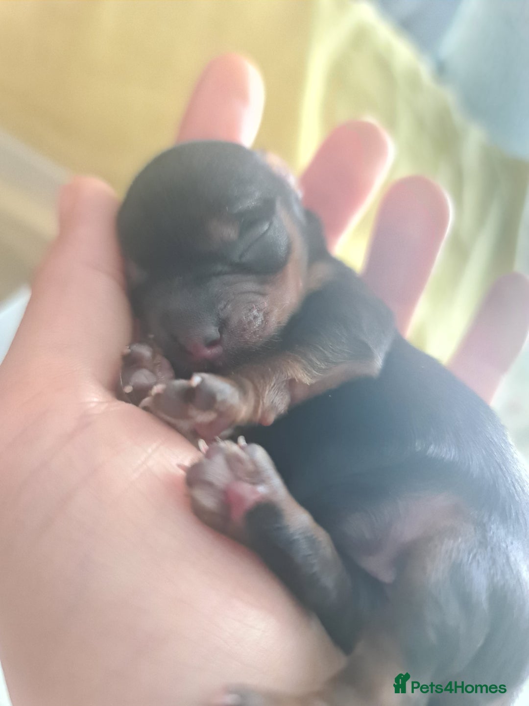 Yorkshire Terrier dogs for sale: Last female Yorkshire Terrier puppy left - Image 38