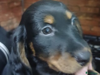 Dachshund dogs Dachshunds..Traditional Black and tan Puppies - Advert 13