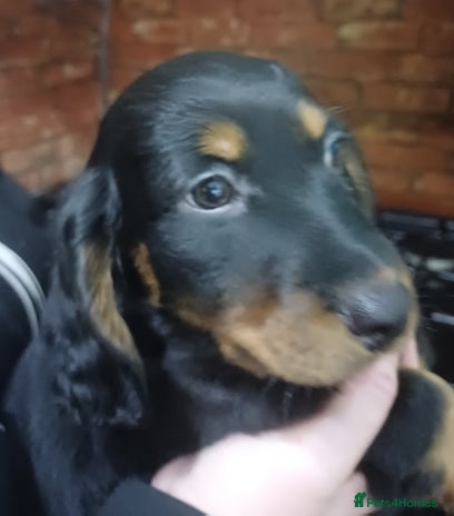 Dachshund dogs Dachshunds..Traditional Black and tan Puppies - Advert 9