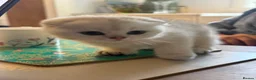 Scottish Fold cats for sale: ‼️READY TO RESERVE beautiful Scottish fold kittens - Advert 4