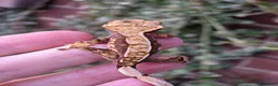 Gecko reptiles for sale: Various crested geckos - Advert 16