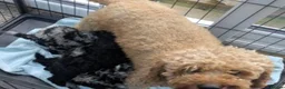 Poodle dogs for sale: Exceptional 2 boys & 2 girls Poodle Puppies  in Coventry - Advert 2