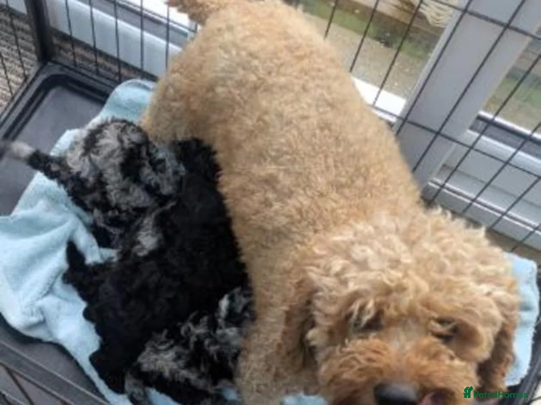 Poodle dogs for sale: Exceptional 2 boys & 2 girls Poodle Puppies  in Coventry - Advert 2