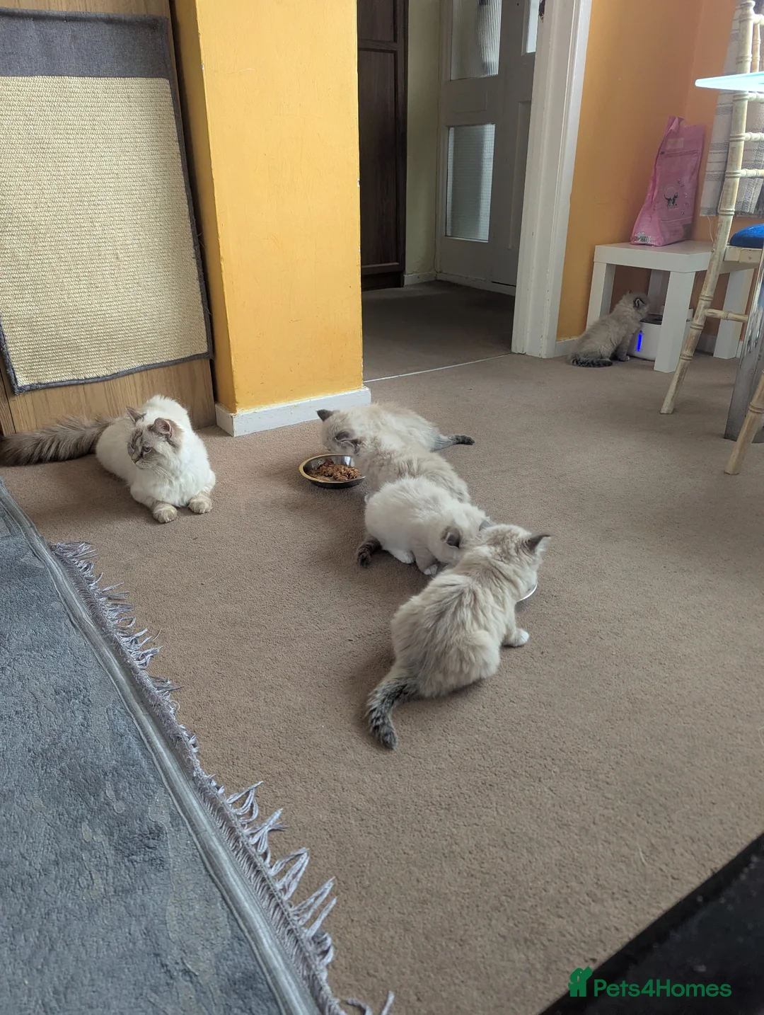 Ragdoll cats for sale: Fluffy Ragdoll Kittens - Advert 1