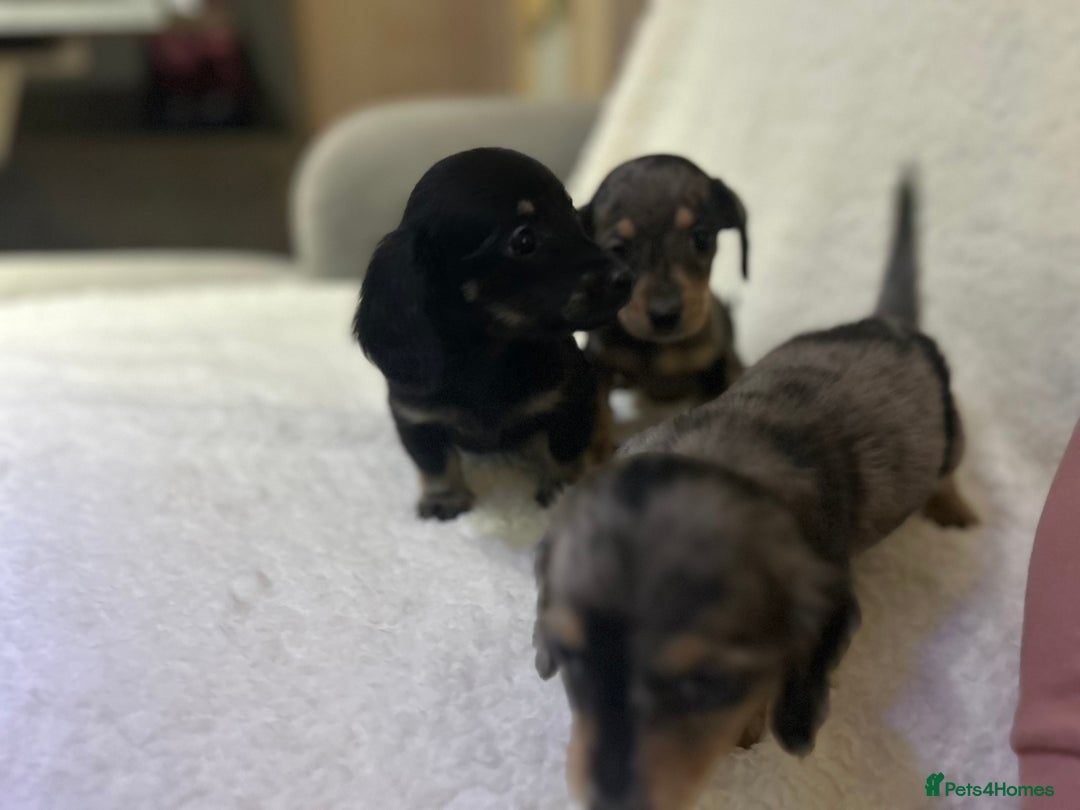 Miniature Dachshund dogs for sale: ****true to type mini dachshund *** - Advert 20