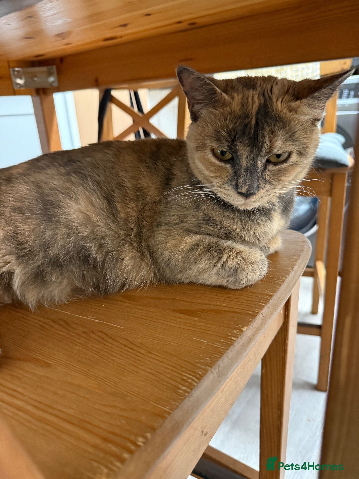 Mixed Breed cats for sale: Kittens Aga - Advert 20
