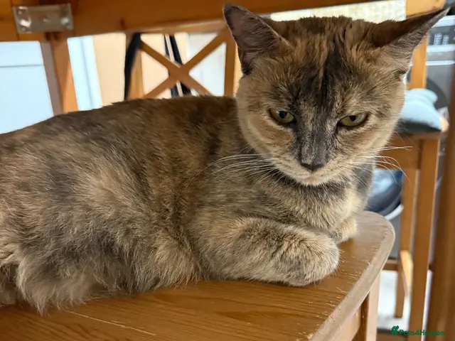 Mixed Breed cats for sale: Kittens Aga - Advert 14