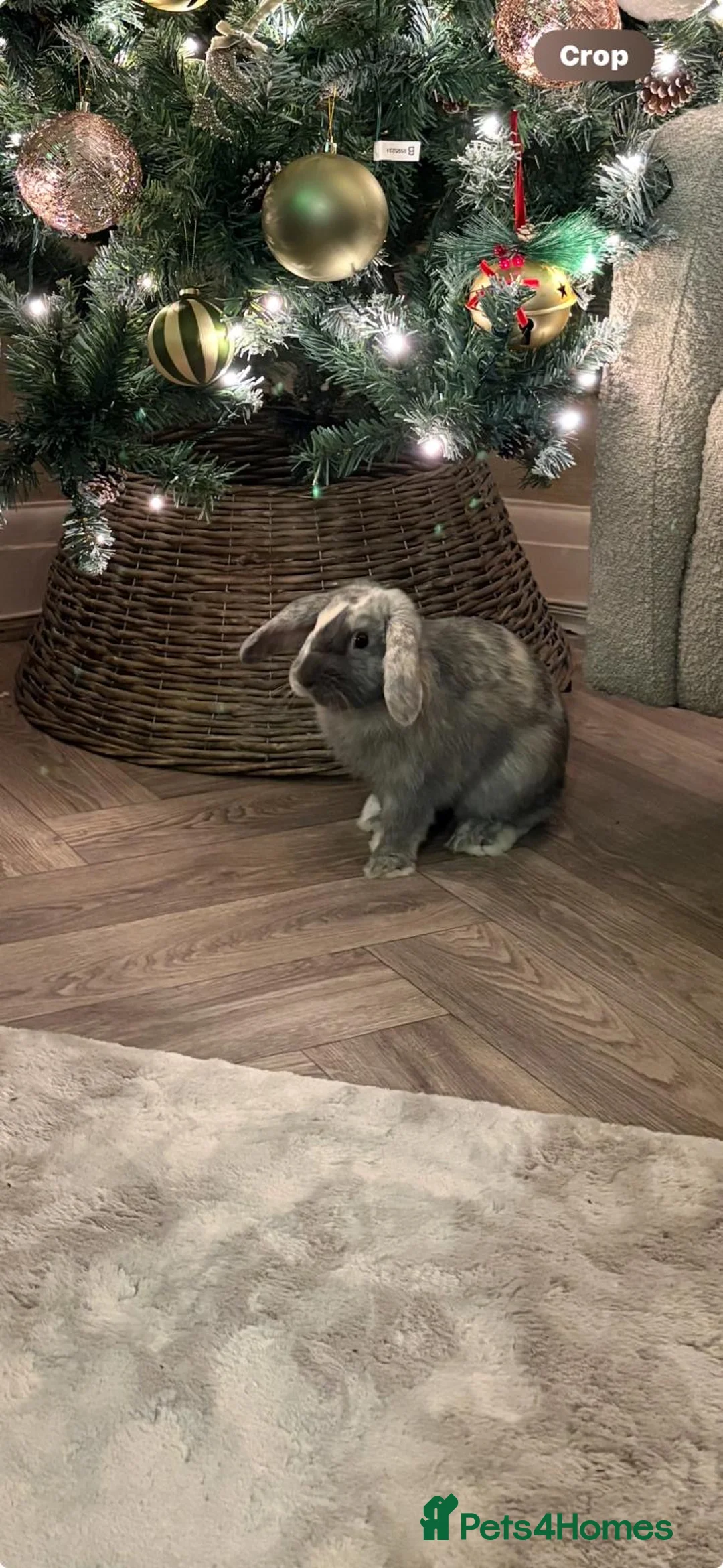 Cashmere Lop rabbits for sale: Beautiful lop eared bunny HOUSE RABBIT - Advert 1