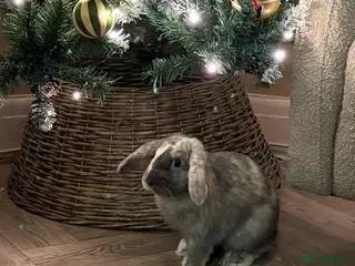 Cashmere Lop rabbits Beautiful lop eared bunny HOUSE RABBIT - Advert 1