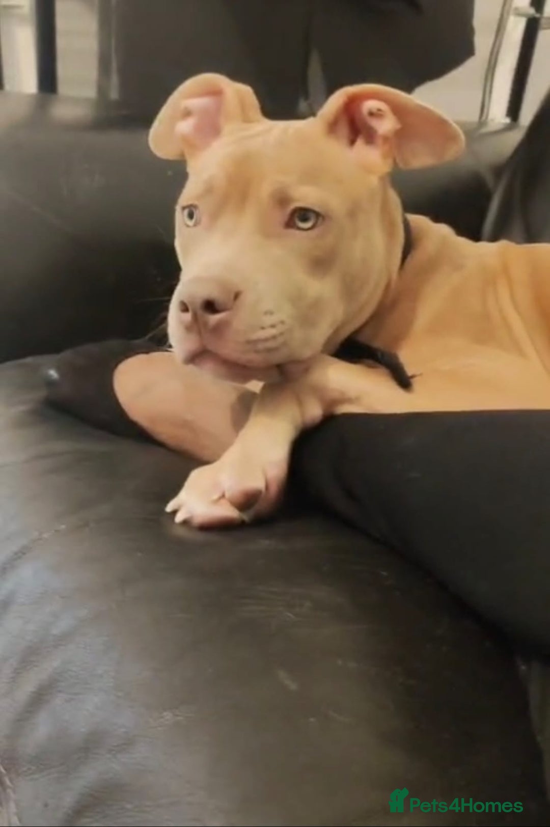 Mixed Breed dogs for sale: 10 month pup looking for forever loving home  - Advert 3