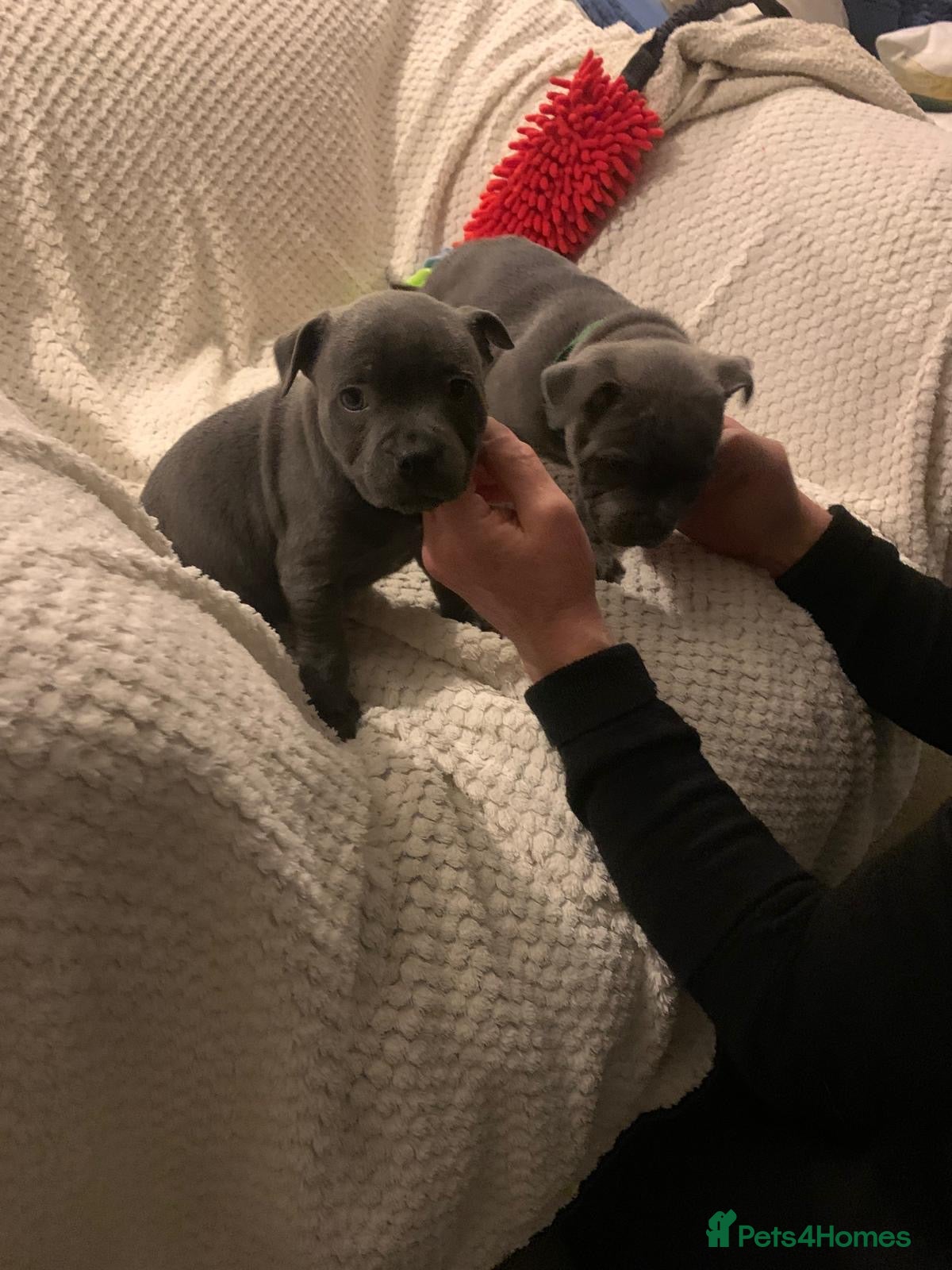 Staffordshire Bull Terrier dogs Six blue and black Staffordshire bull terriers  - Advert 18