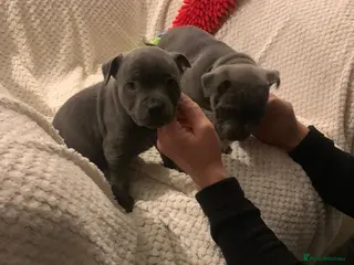 Staffordshire Bull Terrier dogs Six blue and black Staffordshire bull terriers - Advert 18