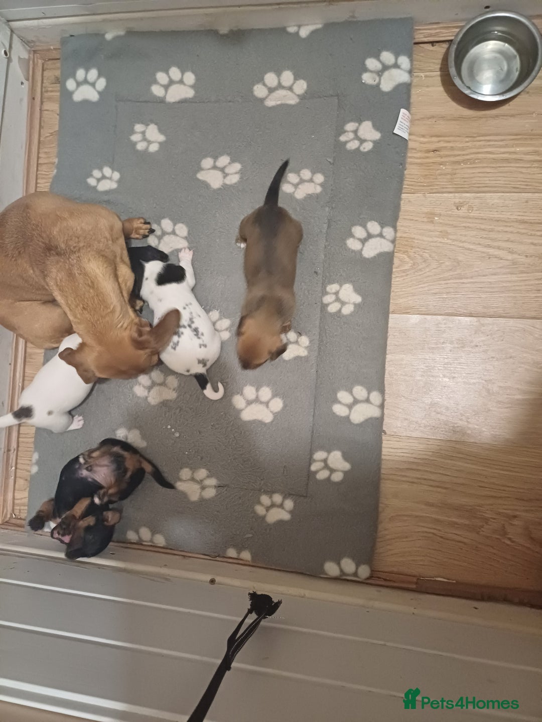 Mixed Breed dogs for sale: Jack Russell/ dachshund  - Image 10