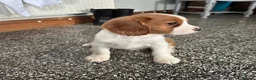 Cavalier King Charles Spaniel dogs for sale: Beautiful Cavalier King Charles Spaniel puppies - Advert 14