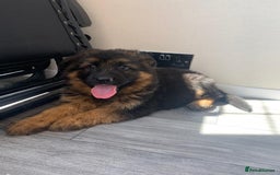 German Shepherd dogs for sale: German shepherd  - Image 5